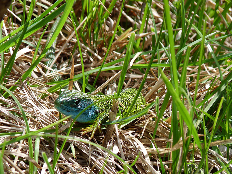 Ramarri della Val d''Aveto - GE -  (Lacerta bilineata)